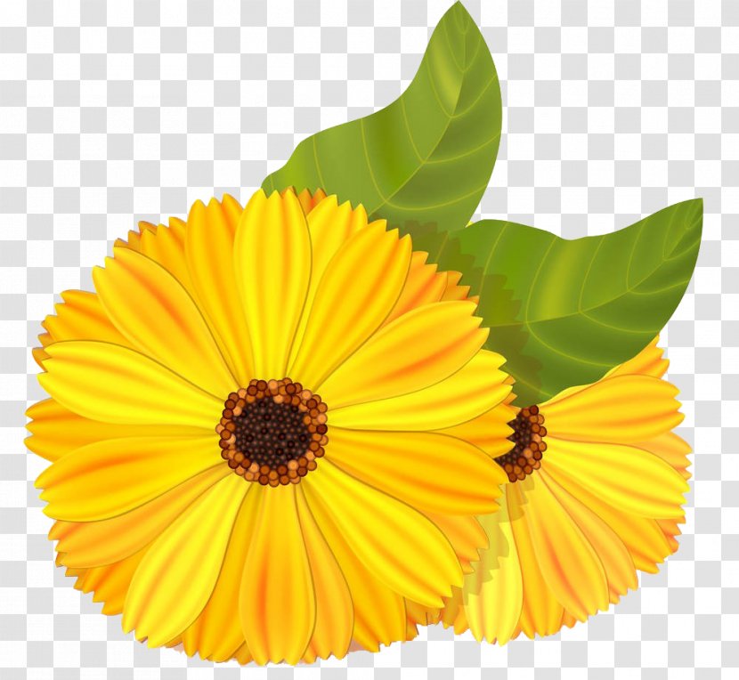 Mexican Marigold Flower Stock Illustration Calendula Officinalis - Illustrator HD Picture Transparent PNG