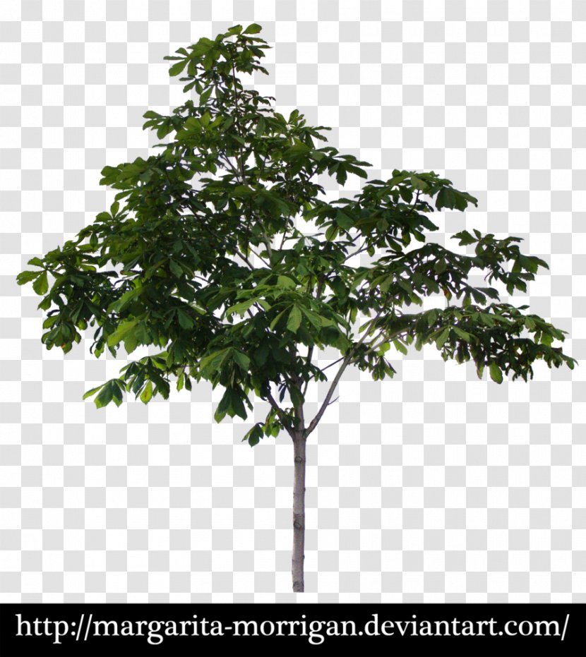 Margarita Tree - Shrub - Oak Transparent PNG