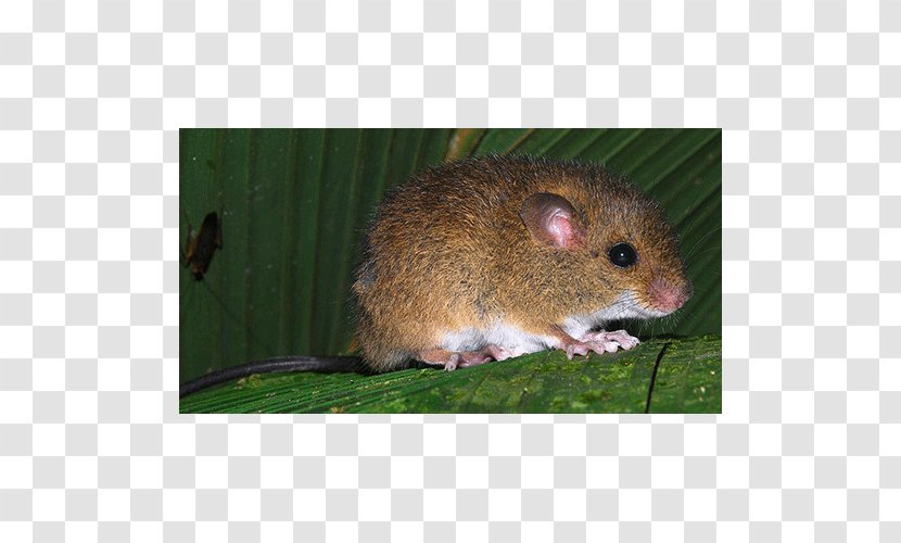 Mouse Rat Gerbil Oecomys Sp. - Dormouse Transparent PNG