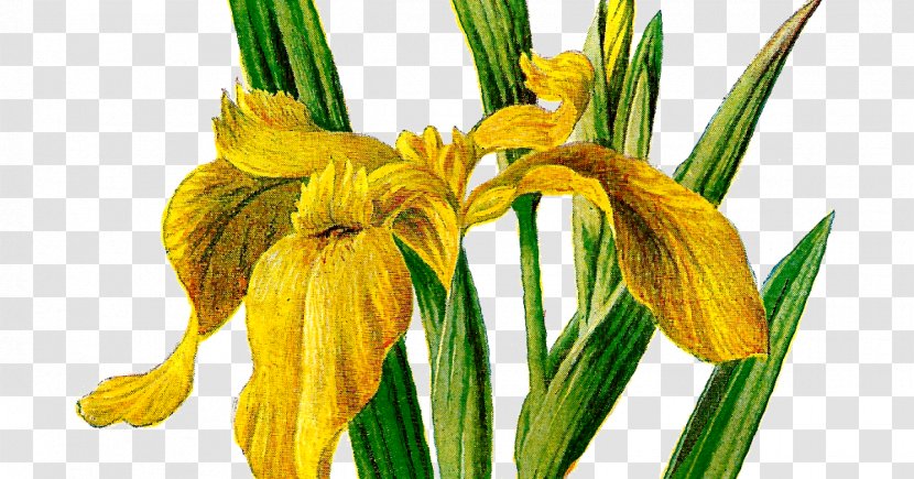 Iris Pseudacorus Wildflower Versicolor Clip Art - Irises - Flower Transparent PNG