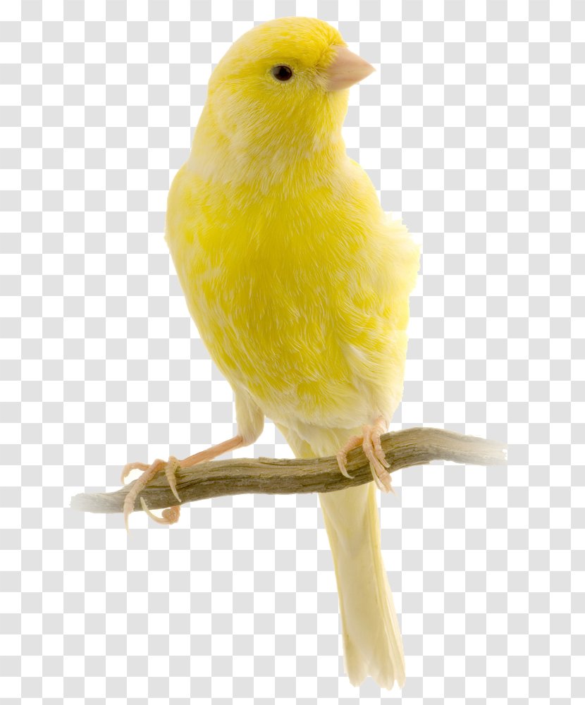Red Factor Canary Harz Roller Bird Yellow Finch - Songbird Transparent PNG