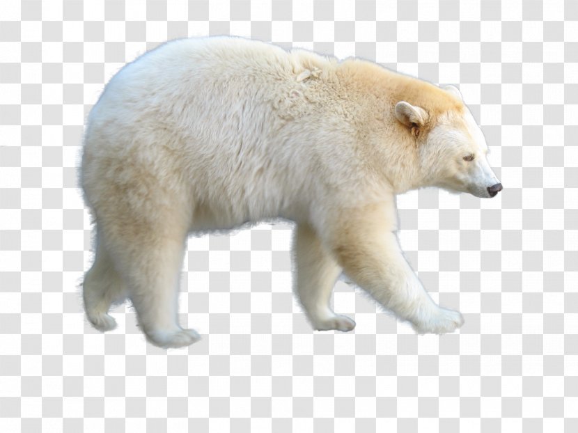 Polar Bear Animal Clip Art - Snout Transparent PNG