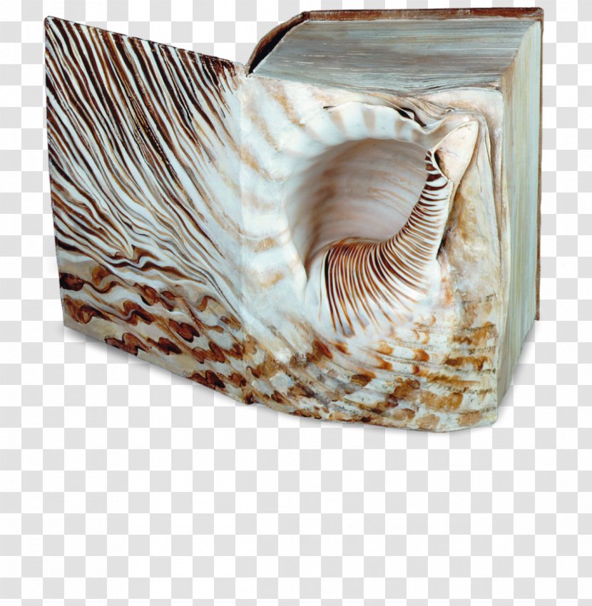 Das Buch: Roman Nautiluses Conchology Seashell Conch Piercing Transparent PNG
