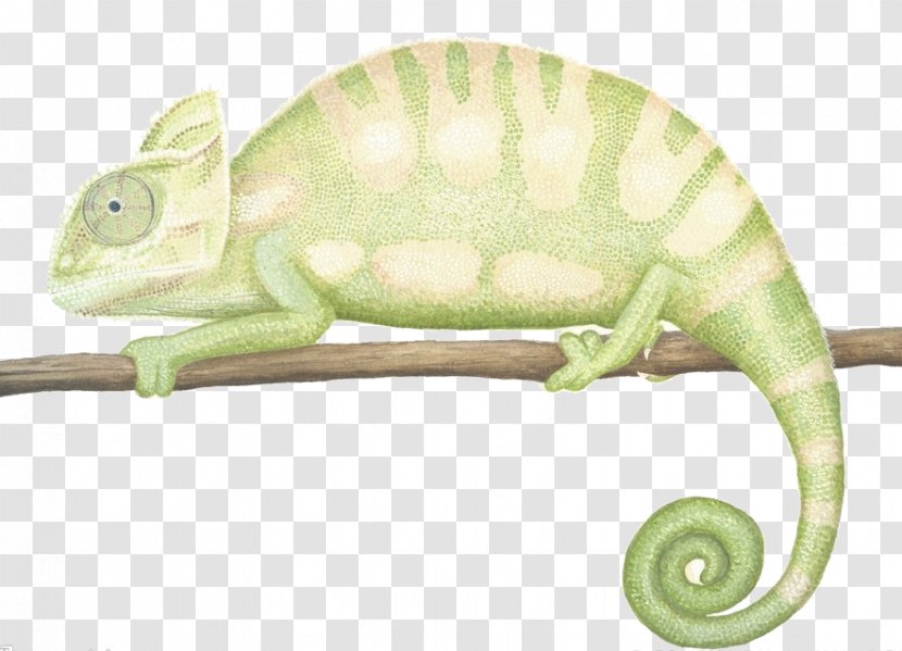 Chameleons Reptile Illustration - Organism - African Chameleon Transparent PNG