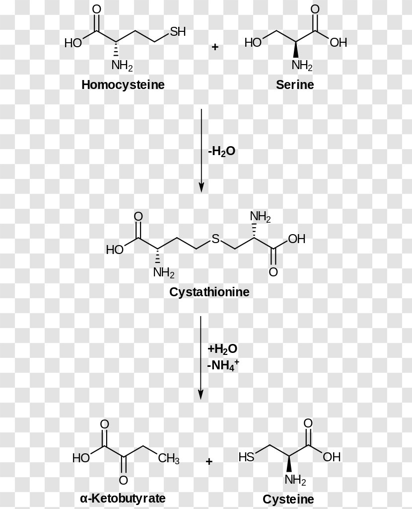 Cysteine Homoserine Cystathionine Gamma-lyase Amino Acid - Text - Biosynthesis Transparent PNG