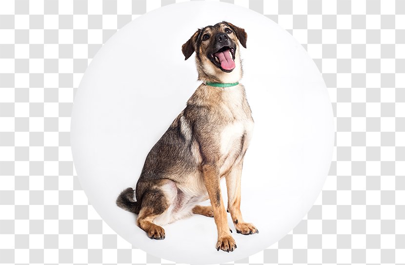 Dog Breed Puppy Leash Snout Transparent PNG