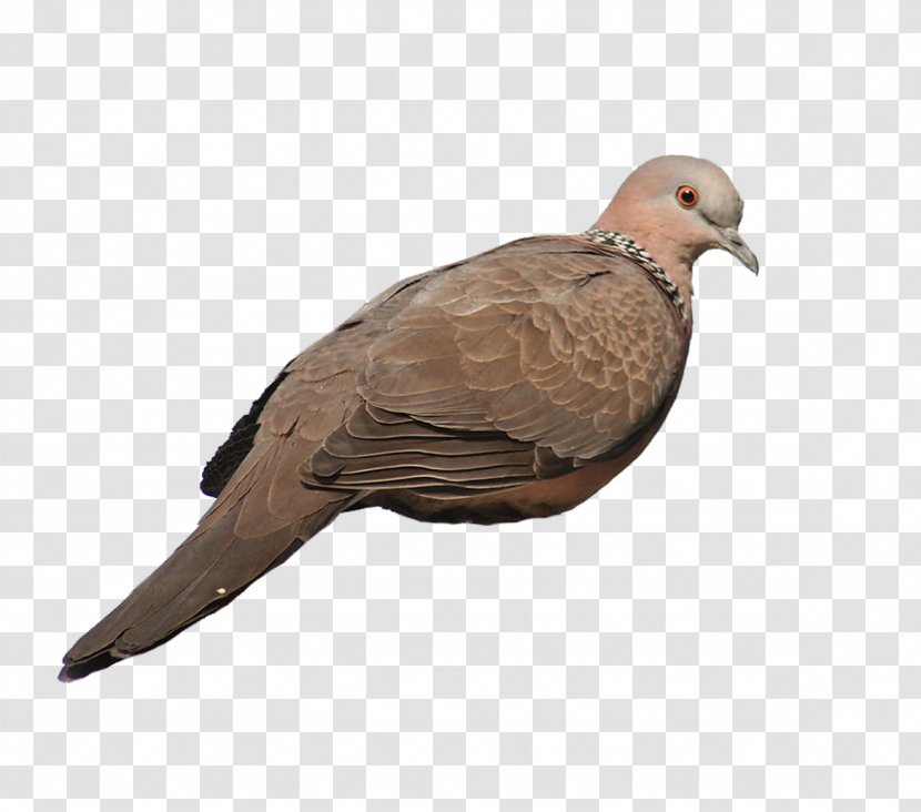 Rock Dove Homing Pigeon Stock Columbidae - Google Images - Gray Transparent PNG