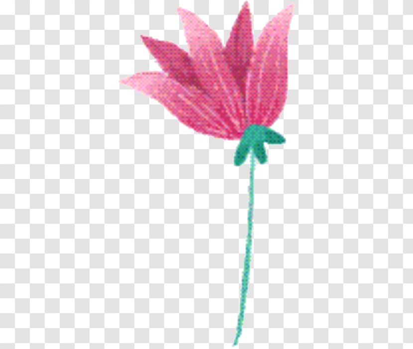 Pink Flower Cartoon - Pedicel Anthurium Transparent PNG