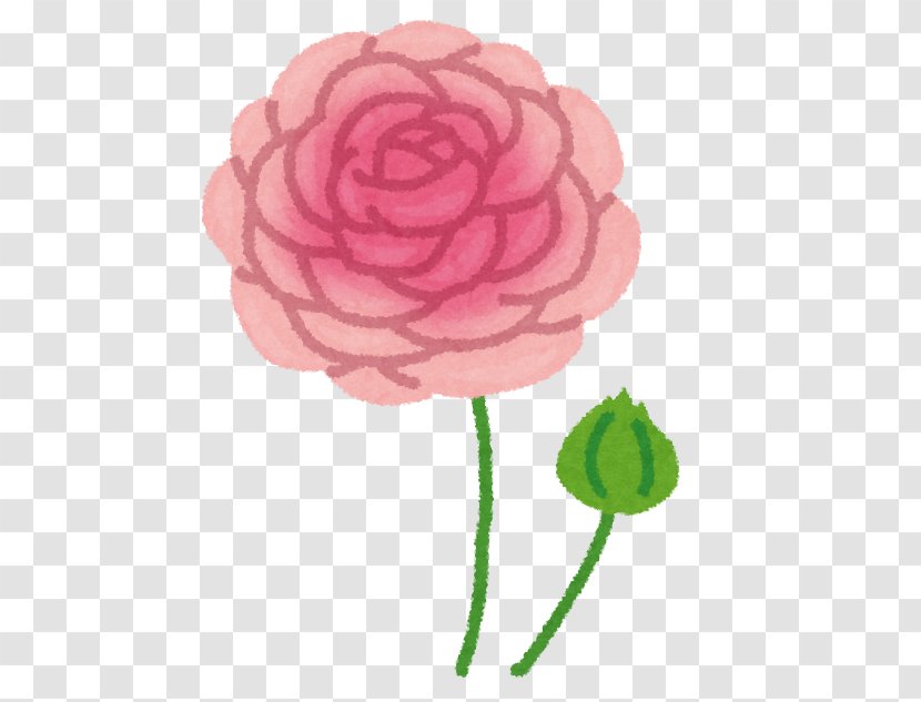 Garden Roses Petal いらすとや Buttercup - Ranunculus Transparent PNG