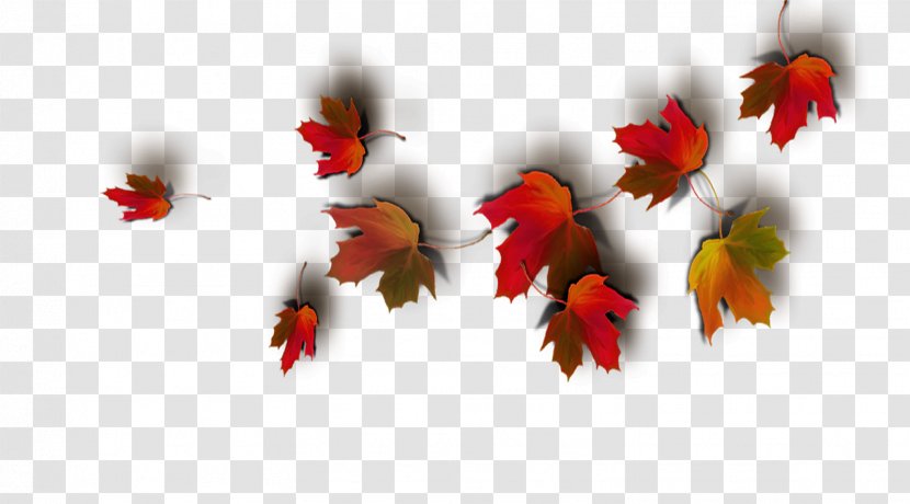 Thepix Collage Image Editing Photography - Flowering Plant - Autumn Leaves Transparent PNG