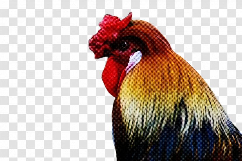 Chicken Bird Rooster Comb Beak - Livestock Fowl Transparent PNG
