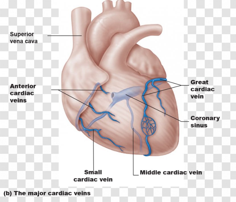 Coronary Circulation Sinus Arteries Great Cardiac Vein Heart - Watercolor Transparent PNG