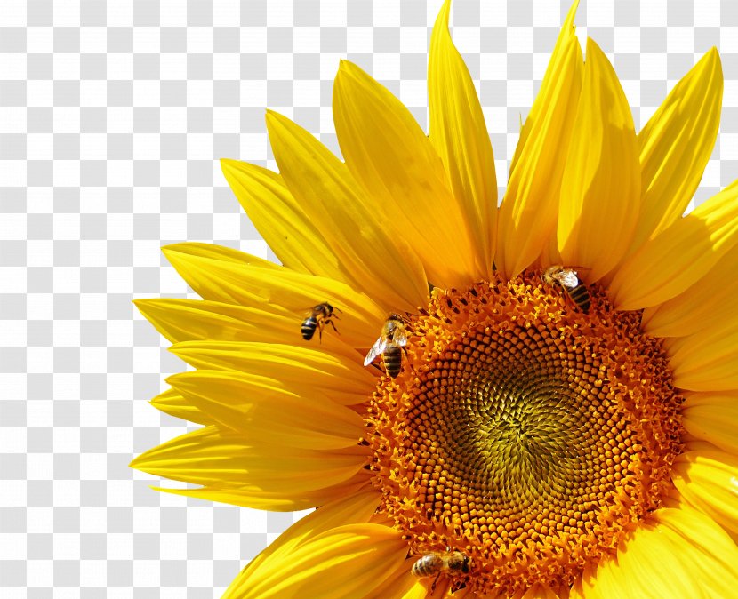 Bumblebee Common Sunflower Insect - Daisy Family - Chrysanthemum Transparent PNG