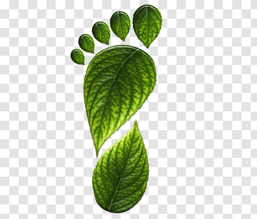 Footprint Clip Art - Barefoot - Line Transparent PNG
