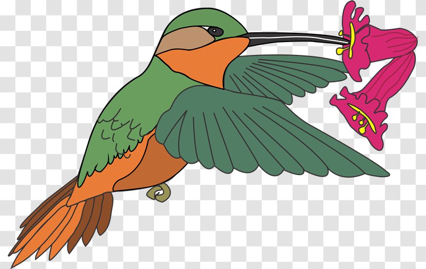 Macaw Hummingbird Clip Art - Aves Transparent PNG