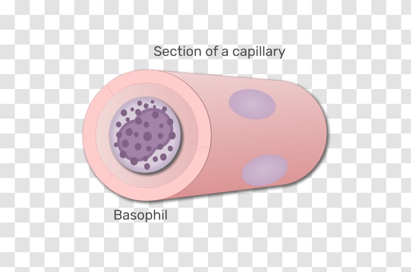 Basophil White Blood Cell Agranulocyte - Animation - Elements Transparent PNG