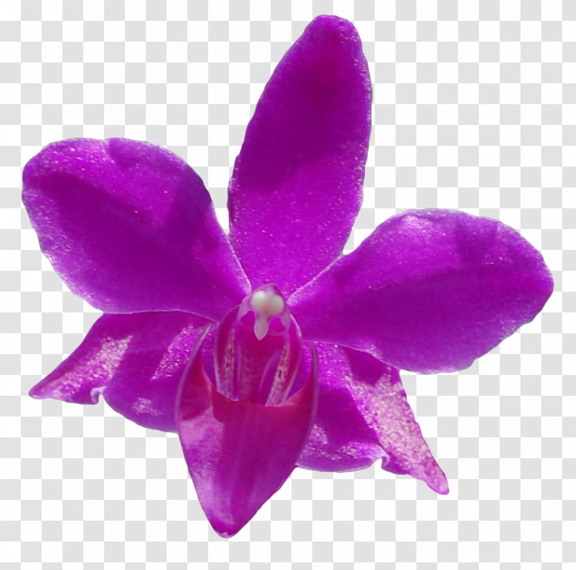 Moth Orchids Cattleya Herbaceous Plant - Magenta Transparent PNG