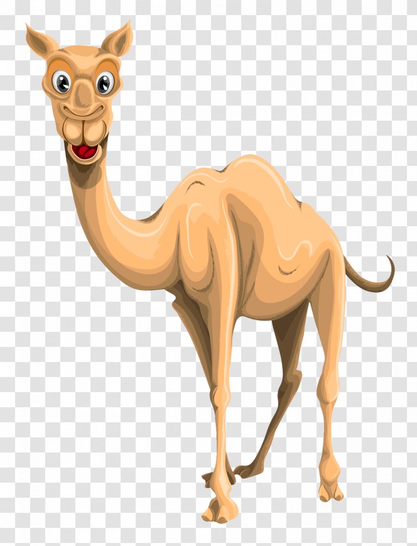 Camel Clip Art - Terrestrial Animal Transparent PNG
