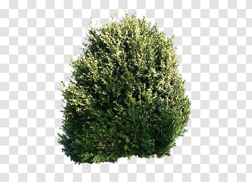Tree Shrub Evergreen Pruning Pine - Forest - Sketch Transparent PNG