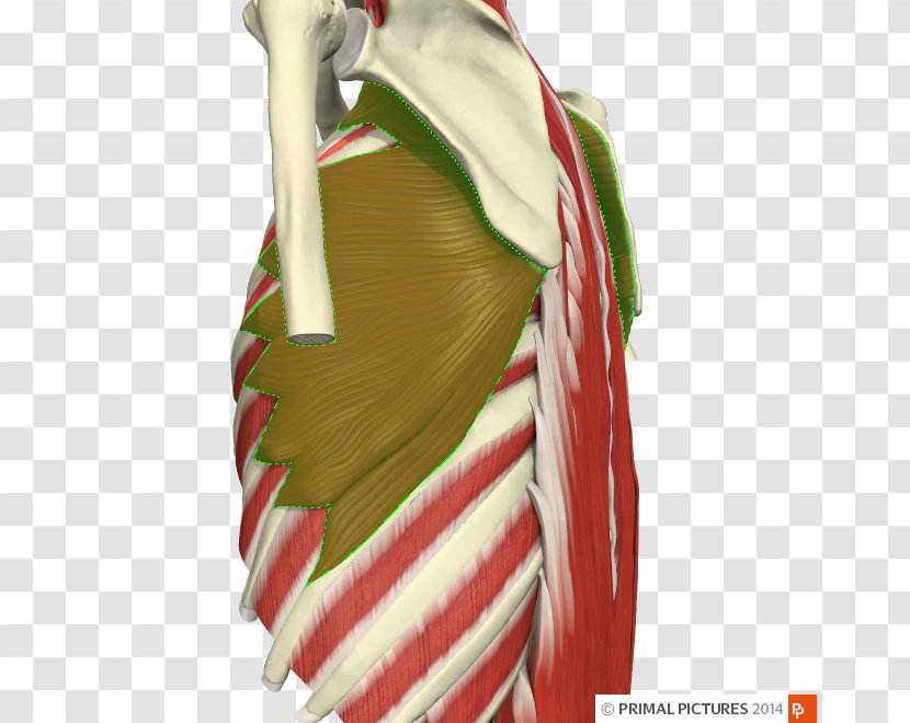 Adhesive Capsulitis Of Shoulder Physical Therapy Impingement Syndrome Joint - Thoracic Transparent PNG