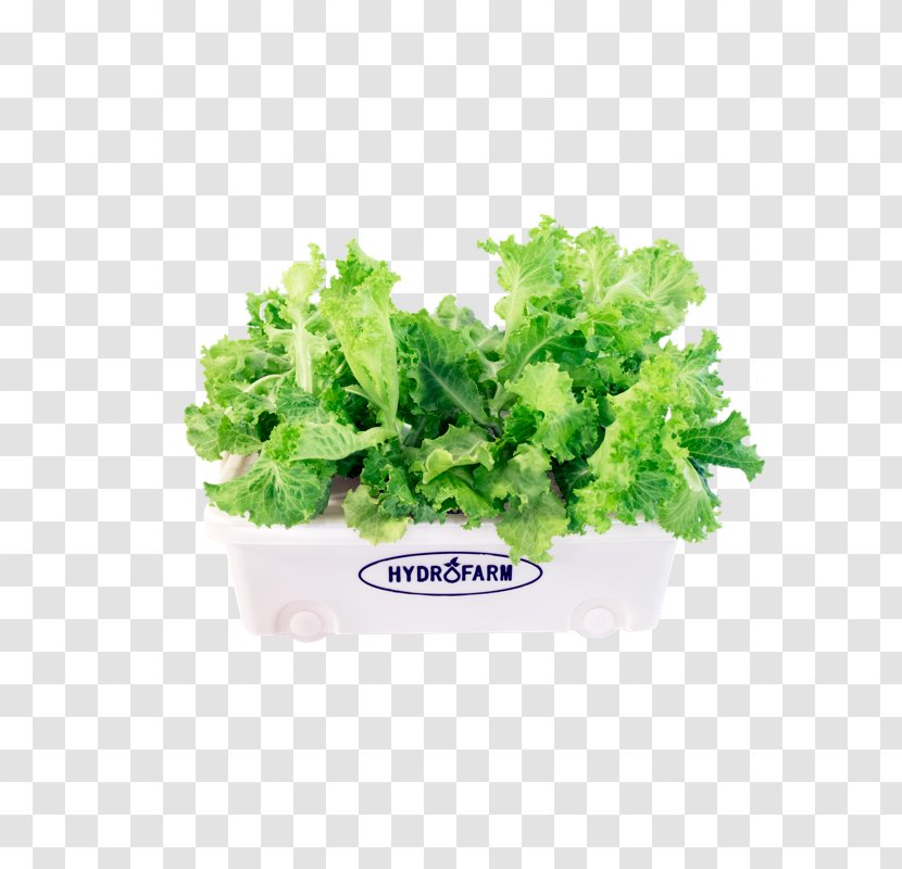 Romaine Lettuce Spring Greens Salad Assortment Strategies Cultural Diversity - Marination - Starter Hydroponic Grow Box Transparent PNG