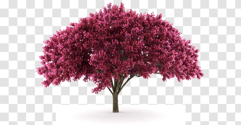 Cherry Blossom Stock Photography Plum - Prunus - Magnolia Flower Transparent PNG