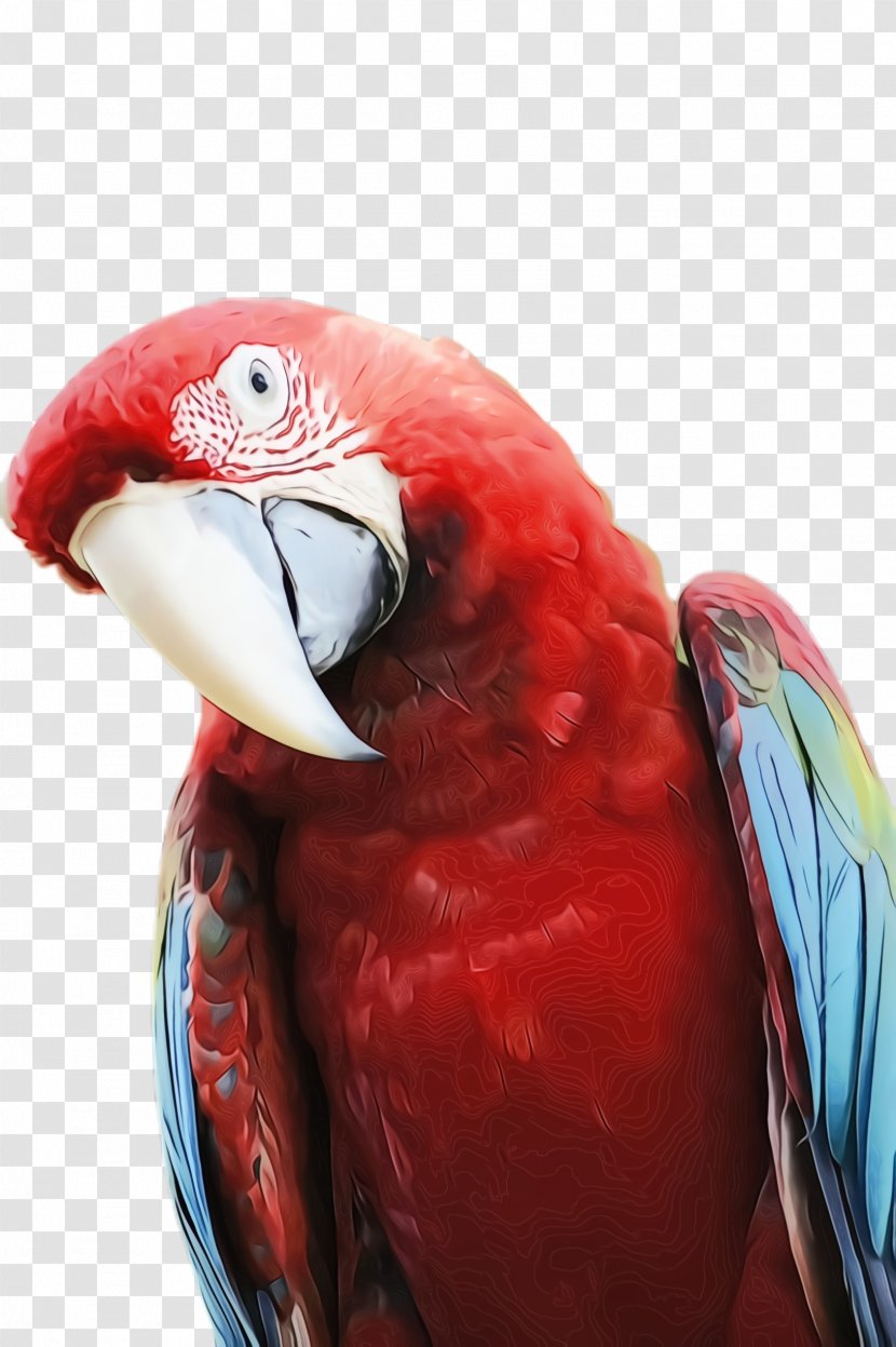 Colorful Background - Bird - Parakeet Feather Transparent PNG