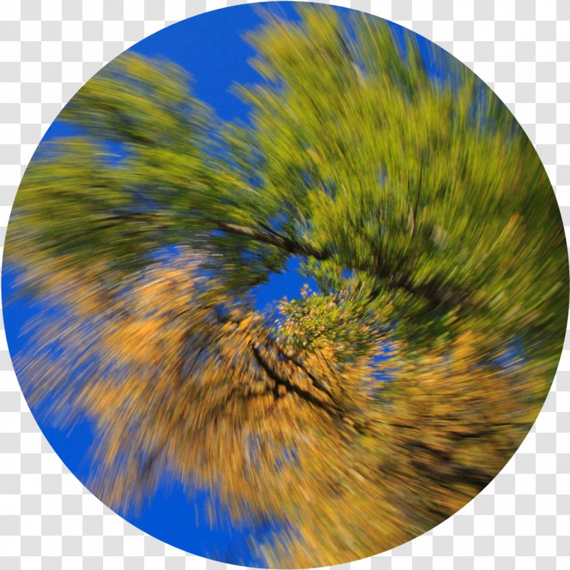 Tree Sky Plc - Grass - Autumn Colours Transparent PNG