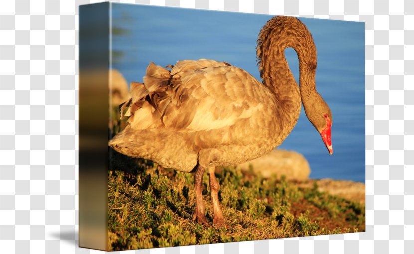 Cygnini Work Of Art Animal Wildlife - Ducks Geese And Swans - Claiborne Transparent PNG