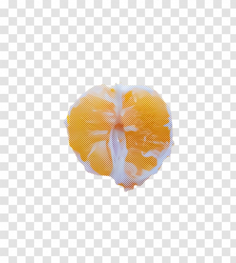 Orange - Citrus - Plant Transparent PNG