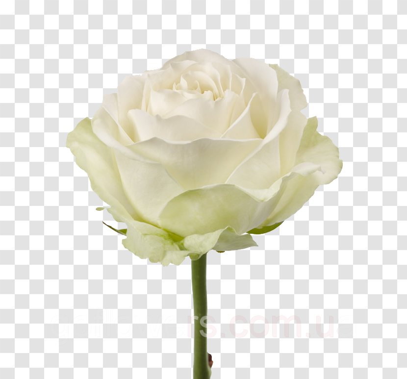 Garden Roses Flower Bouquet White - Artificial Transparent PNG