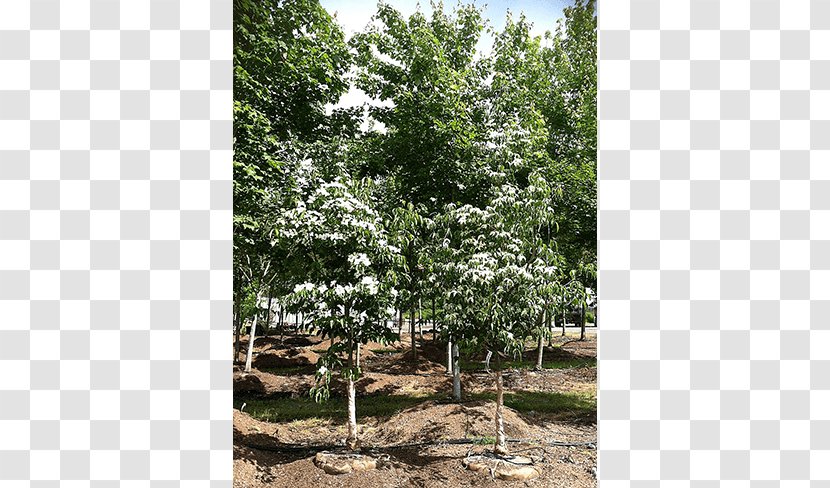 Branch Tree Shrub Evergreen Nursery - Deciduous Specimens Transparent PNG