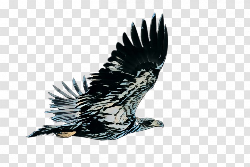 Bird Eagle Of Prey Bald Accipitridae - Beak Vulture Transparent PNG