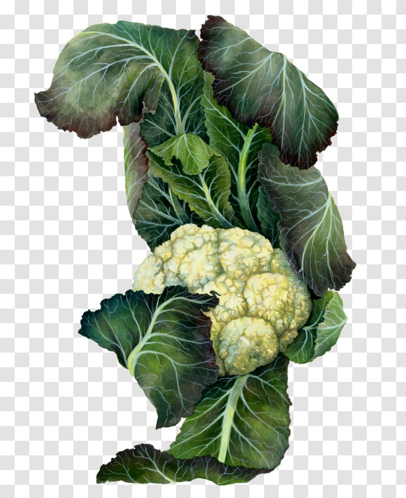 Cruciferous Vegetables Collard Greens Cauliflower Spring Botanical Illustration - Art Transparent PNG