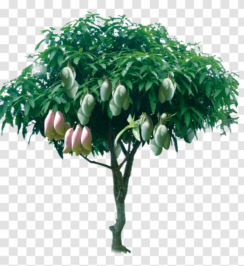 Tree Mango - Houseplant - Fruitful Transparent PNG