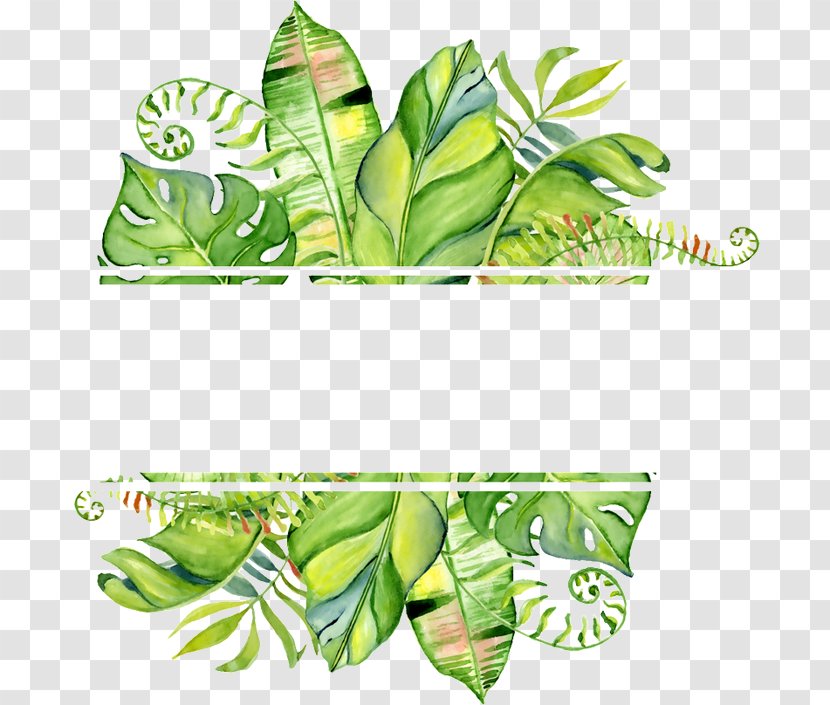 Watercolor Painting Clip Art Stock Illustration Drawing - Flower - Tropical Frame Leaf Transparent PNG