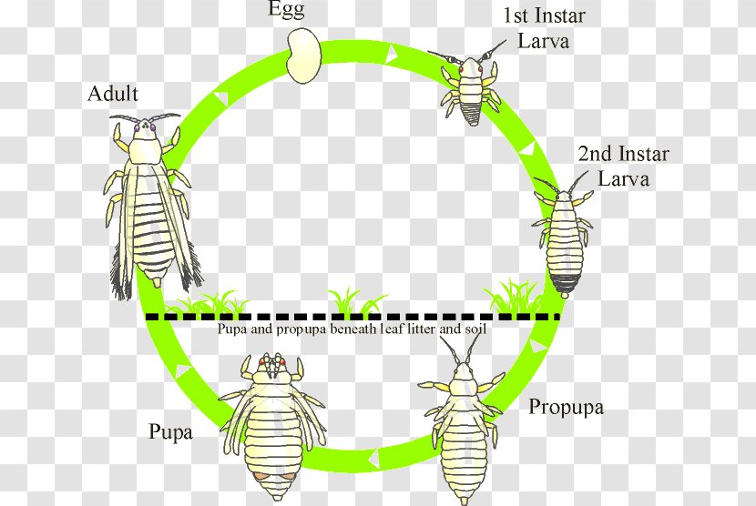 Thrips Insect Biological Life Cycle Biology Thripidae - Avocado - Dragonfly Transparent PNG
