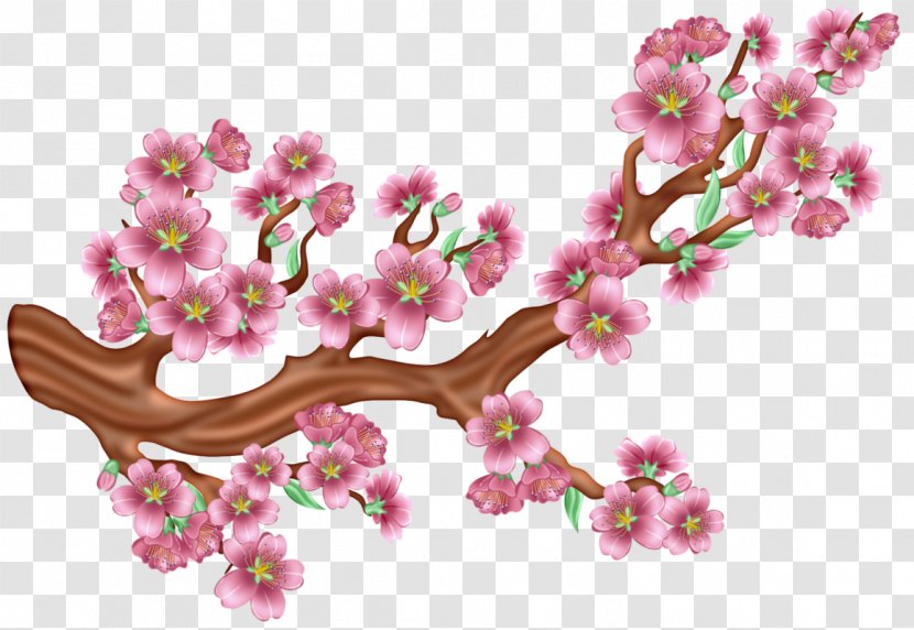 Cherry Blossom Tree Drawing - Spring - Prunus Petal Transparent PNG
