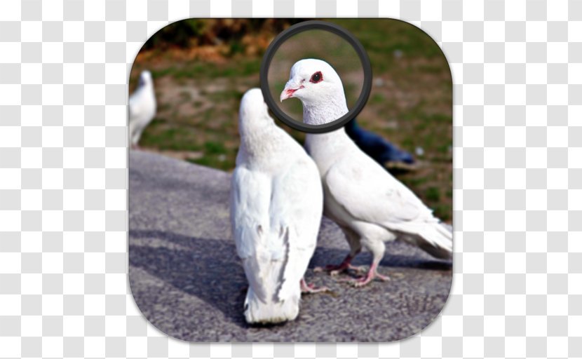 Columbidae Beak Water Bird Columbiformes Transparent PNG