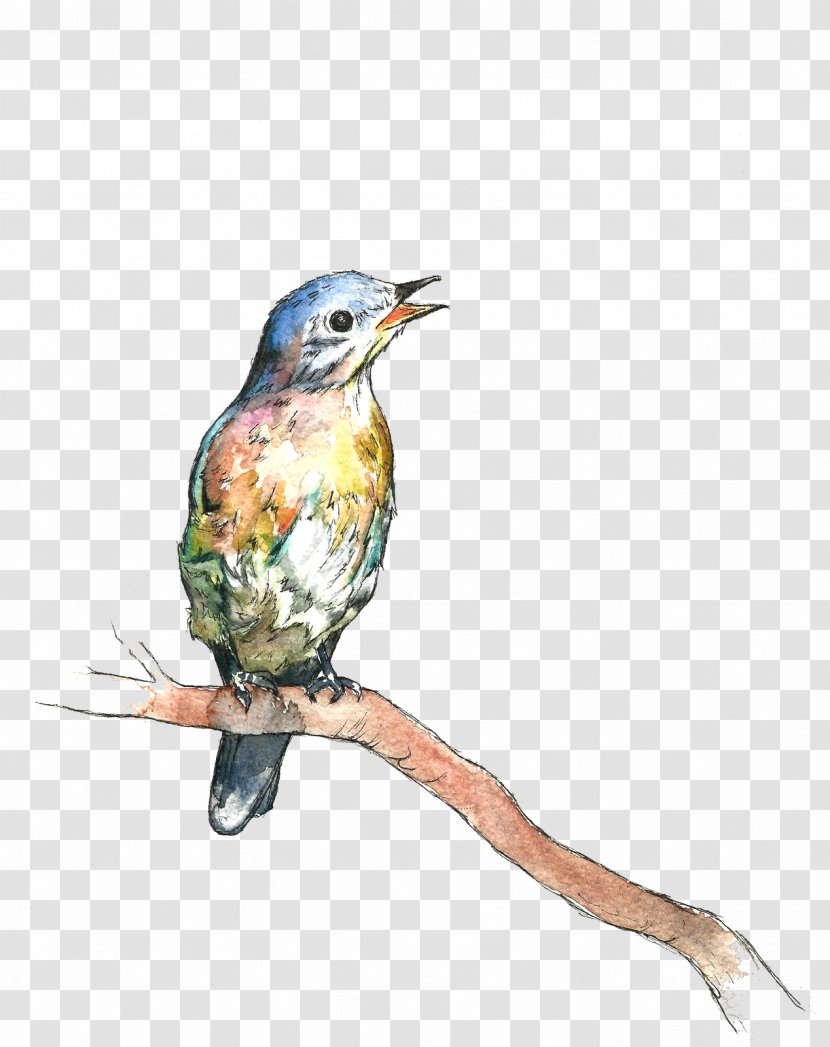 Hummingbird - Rufous - Drawing Perching Bird Transparent PNG