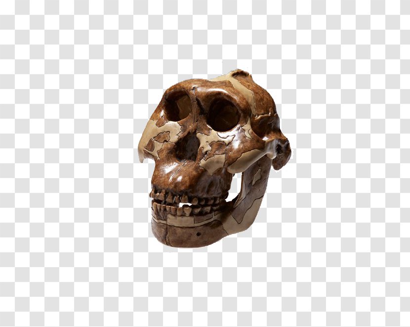 Skull Bone Peking Man Homo Sapiens Skeleton - Head - Withered Transparent PNG