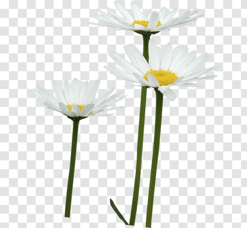 Common Daisy Petal Oxeye Cut Flowers - Flower Transparent PNG
