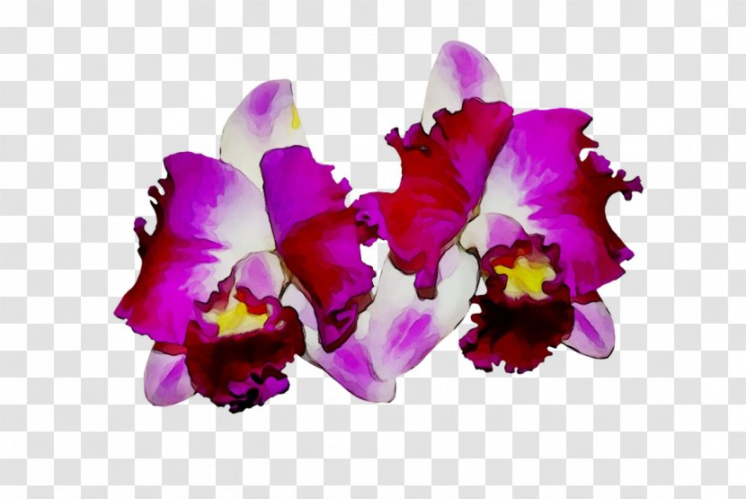 Moth Orchids Cattleya Cut Flowers - Plant - Violet Family Transparent PNG