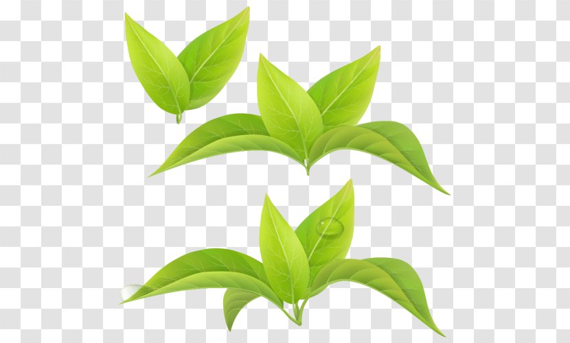 Leaf Green Tea Matcha White - Plant Stem Transparent PNG