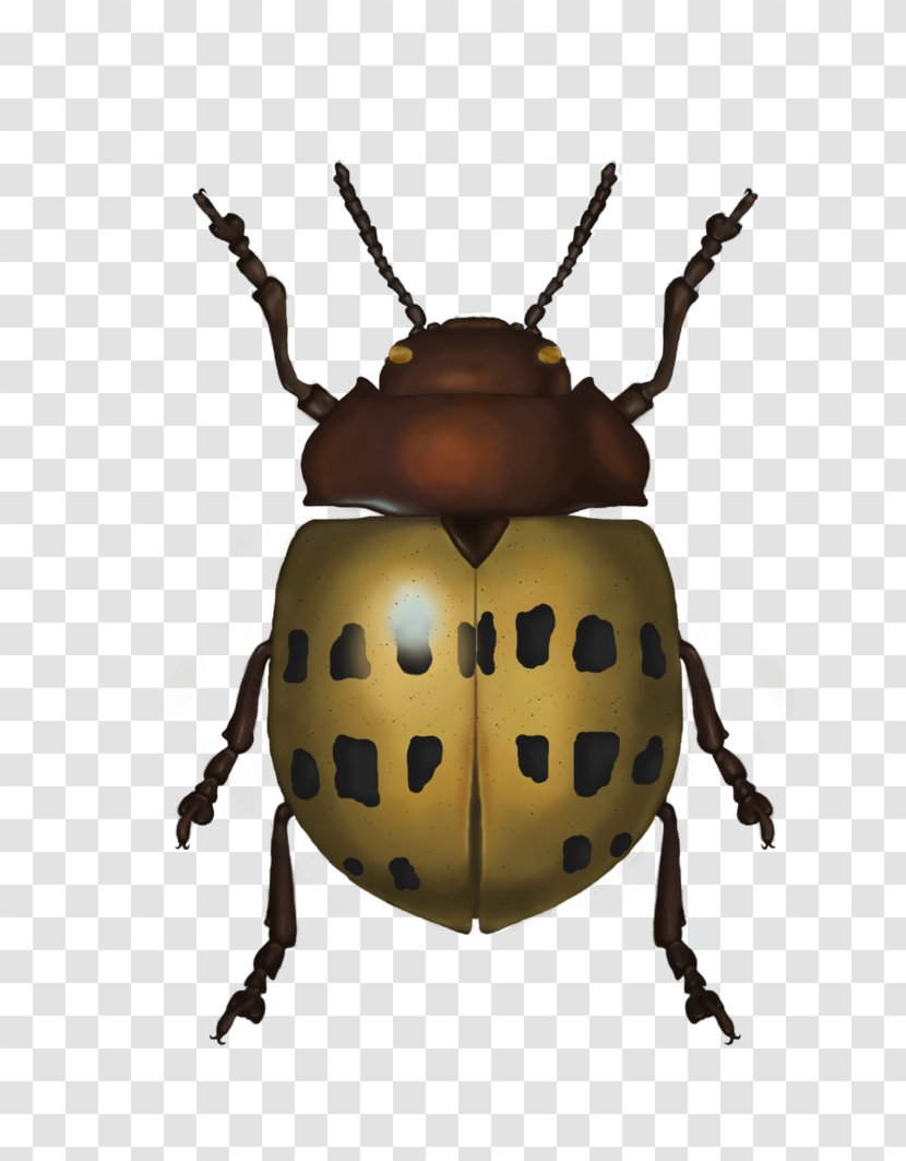 Weevil Insect Scarab Lady Bird Transparent PNG