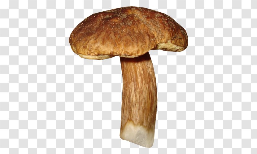 Shiitake Fungus Edible Mushroom Clip Art - Matsutake Transparent PNG