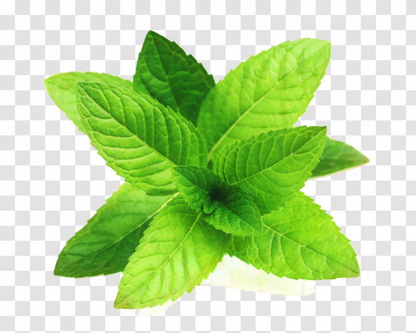 Mint Leaf - Basil - Perennial Plant Stevia Rebaudiana Transparent PNG