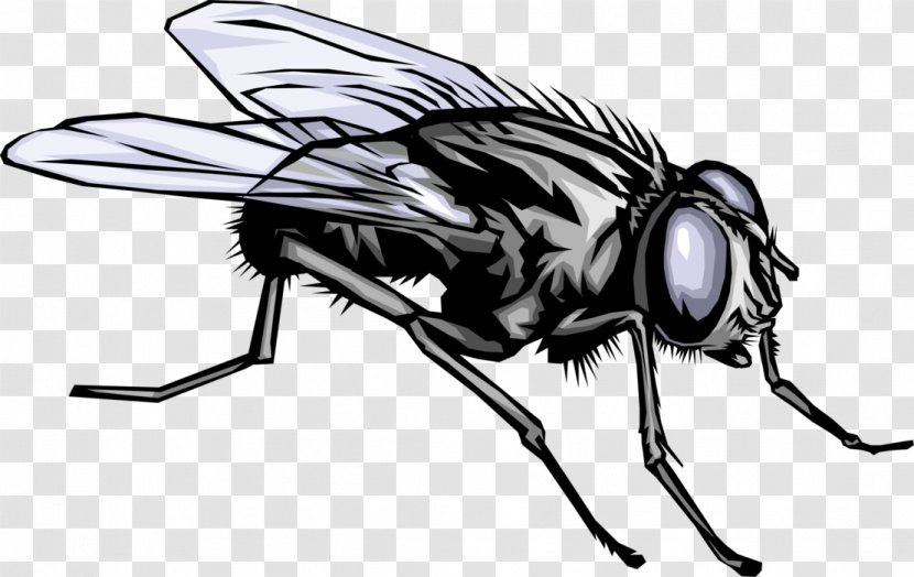 Clip Art Insect Image CERN Drawing - Science Transparent PNG