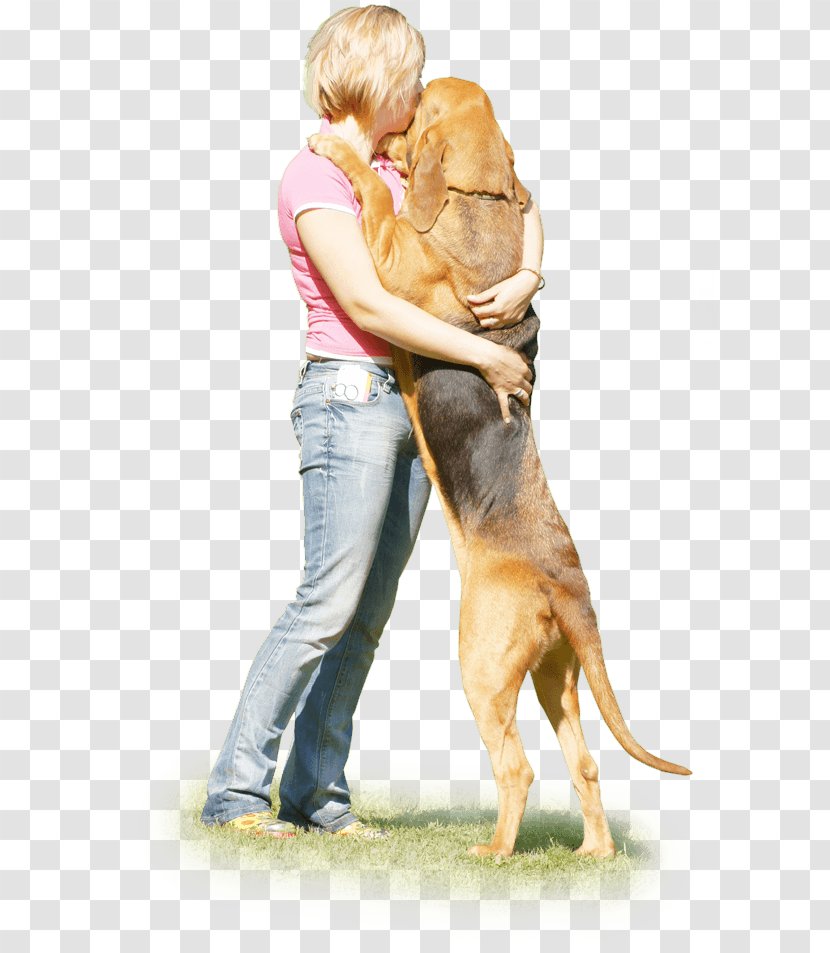 Dog Breed Puppy Companion Obedience Training - Carnivoran Transparent PNG