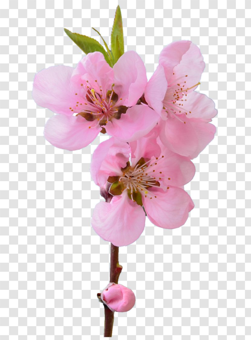 Flower Blossom Muslim Husband Help Out Plant - Cherry Transparent PNG